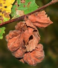 Eriosoma lanuginosum