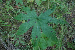Filipendula palmata