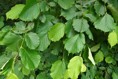 Corylus