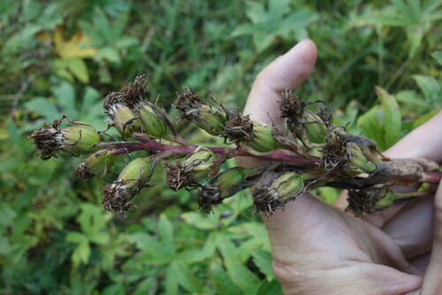 Image of Ligularia fischeri by (c) Aleksei Baushev, some rights reserved (CC BY)