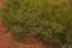 Verticordia monadelpha