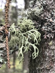 Evernia