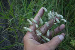 Sanguisorba tenuifolia