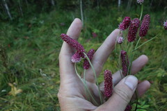 Sanguisorba tenuifolia