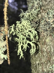 Evernia
