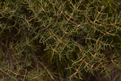 Verticordia monadelpha