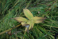 Veratrum