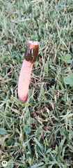 Phallus