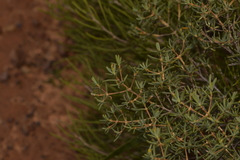 Verticordia monadelpha