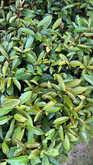 Magnoliopsida