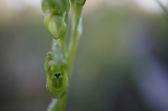 Pterostylis cycnocephala