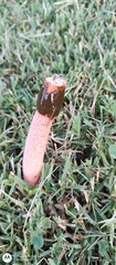 Phallus