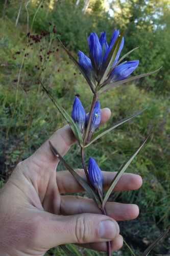 Image of Gentiana triflora by (c) Aleksei Baushev, some rights reserved (CC BY)