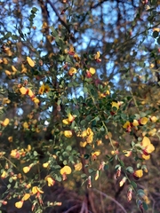 Bossiaea rhombifolia