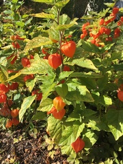 Alkekengi officinarum