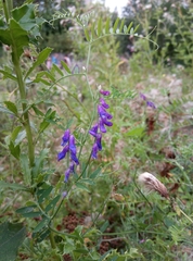 Vicia cracca