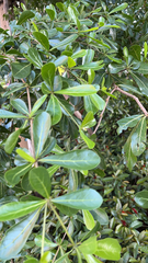 Terminalia mantaly