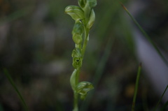 Pterostylis cycnocephala