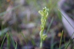 Pterostylis cycnocephala