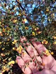 Bossiaea rhombifolia