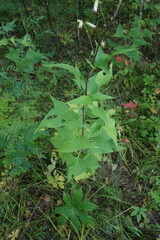 Parasenecio hastatus