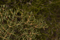 Verticordia monadelpha