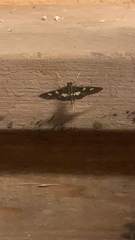 Desmia funeralis