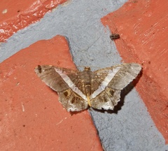 Chiasmia nora
