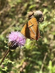 Thecla betulae