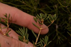 Verticordia monadelpha