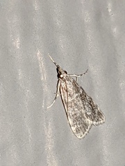 Scopariinae