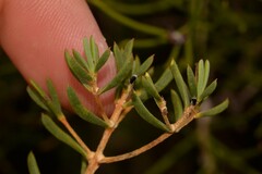 Verticordia monadelpha