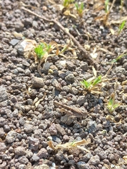 Trilophidia annulata