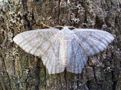 Chloropteryx opalaria