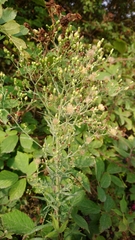 Erigeron floribundus