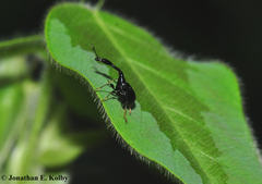 Trachelophorus madegassus