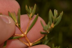 Verticordia monadelpha