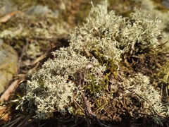 Cladonia arbuscula