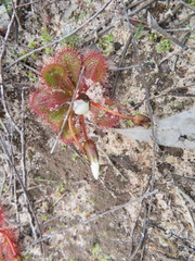 Drosera aberrans