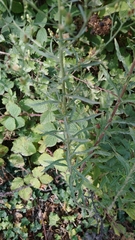 Erigeron floribundus