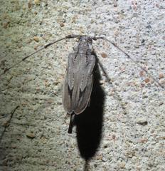 Acanthocinus nodosus