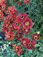 Helenium