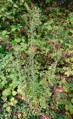 Erigeron floribundus
