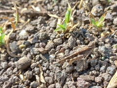 Trilophidia annulata