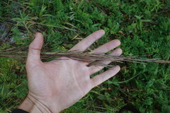 Arabis sagittata borealis