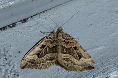 Xanthorhoe semifissata