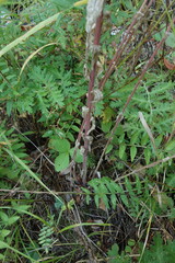 Arabis sagittata borealis