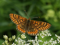 Euphydryas aurinia