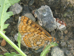 Euphydryas aurinia