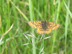 Euphydryas aurinia